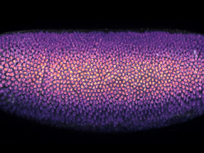 Embroyo of fruit fly