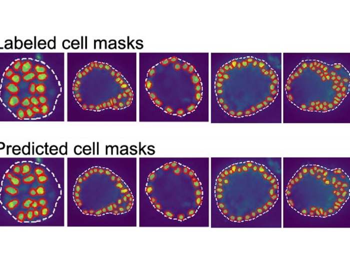 cell pictures next to one another with different variations of orange/red lit up cells on purple background. first row says labeled cell masks and the second says predicted cell masks