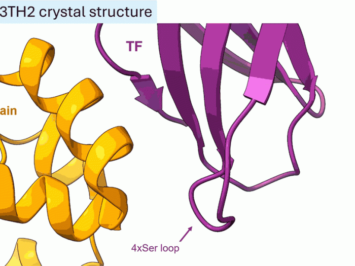 3TH2 crystal structure. TF GLA domain moving gif yellow purple blue ribbons