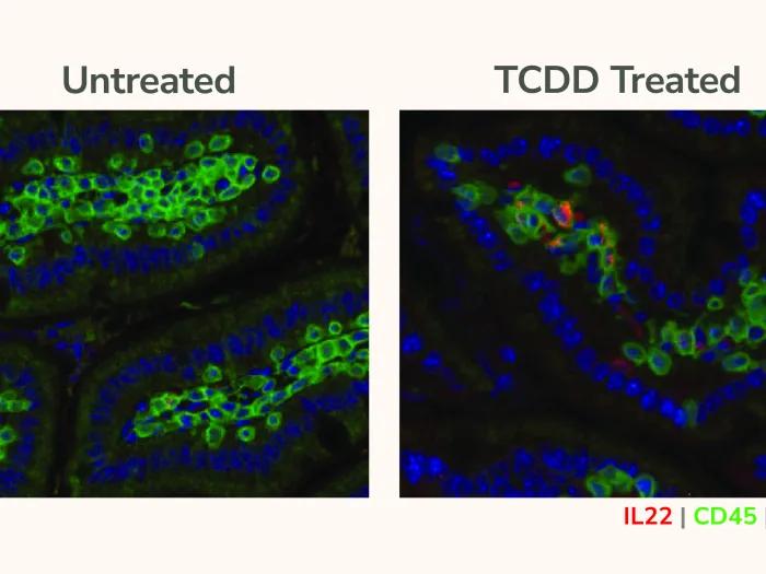 microscopic image with one on left saying untreated and one right saying TCDD treated. They are lit up bright green and some blue and a little red on the right