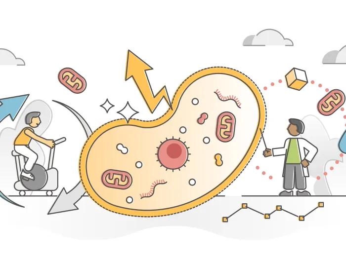 Illustration showing the connection between metabolism and health. On the left, a person rides an exercise bike surrounded by curved arrows pointing toward a large stylized cell with mitochondria inside. On the right, a scientist in a lab coat points at the cell, with icons representing metabolism.
