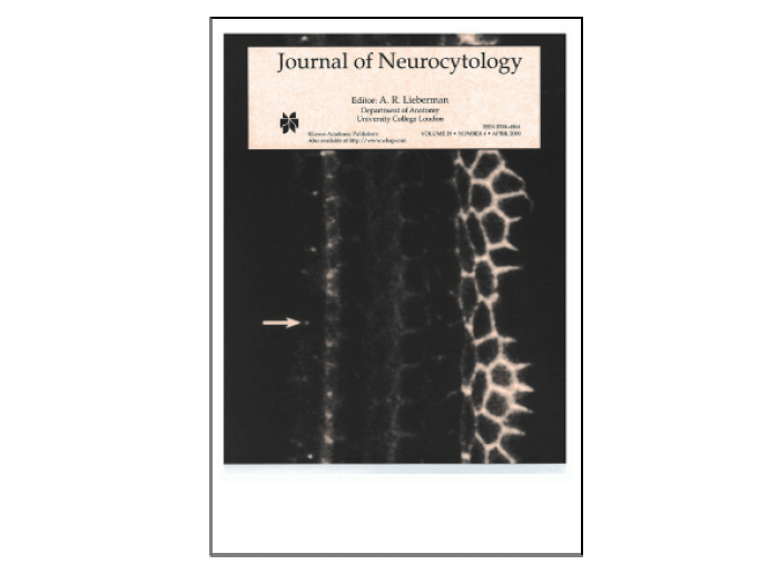 Journal of Neurocytology Cover
