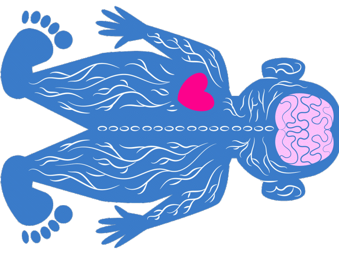 heart beating in young child drawn in blue with red heart and pink brain 
