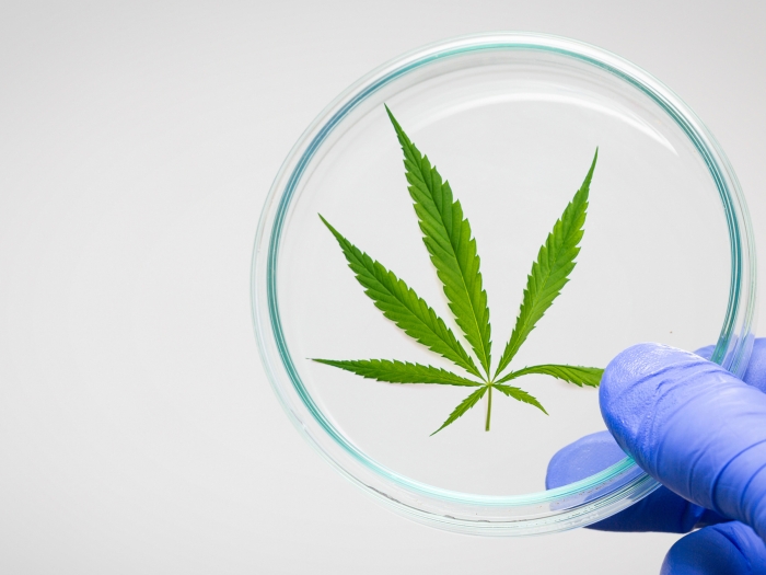 cannabis green leaf in glass 