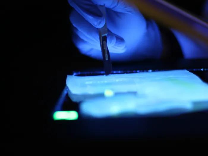 zackariah_farah_uv_agarose_gel_electrophoresis_analysis