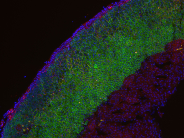 Dumontet Lab Image