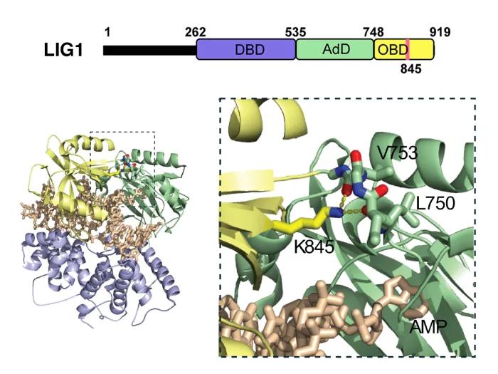 protein domain structure of human DNA ligase I