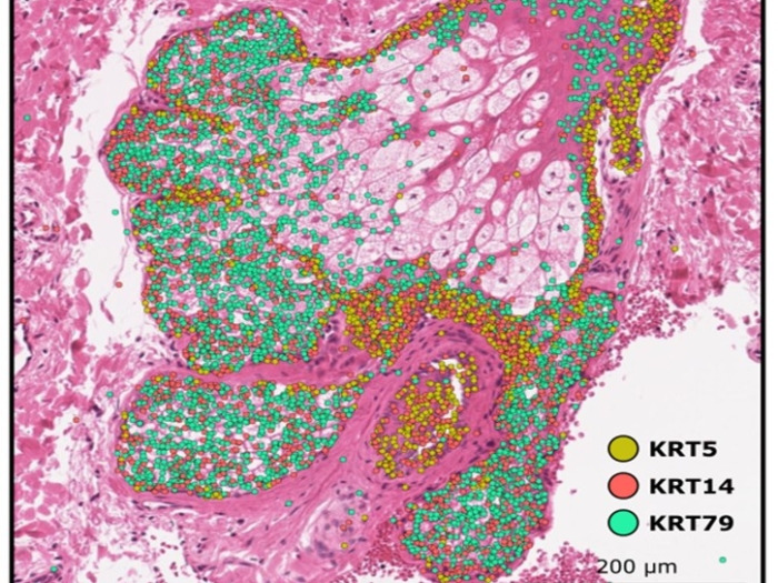 Wong Lab Image