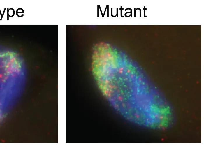 Csankovszki Lab Image
