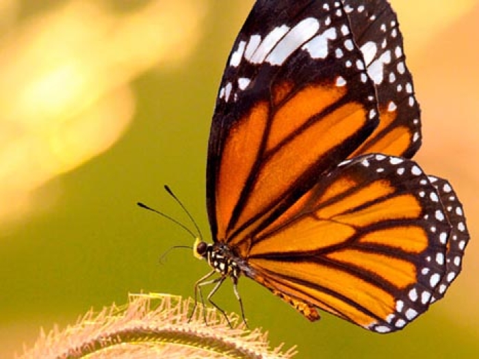 A butterfly decorative image
