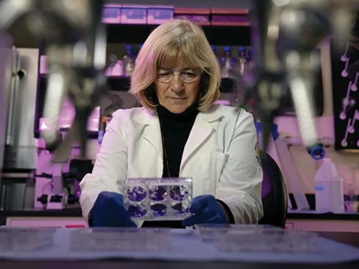 Judith Sebolt-Leopold, PhD examines a specimen in her lab