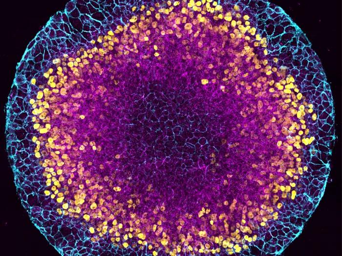 Heemskerk Lab Image