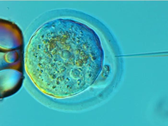A cell being engineered