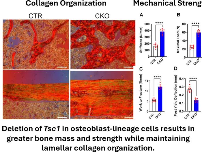 Liu Lab Image