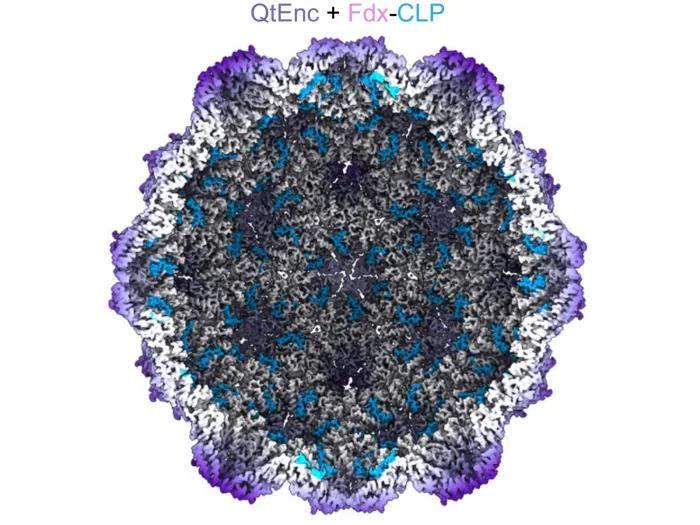 Cutaway view of the cryo-EM map of a loaded bacterial encapsulin