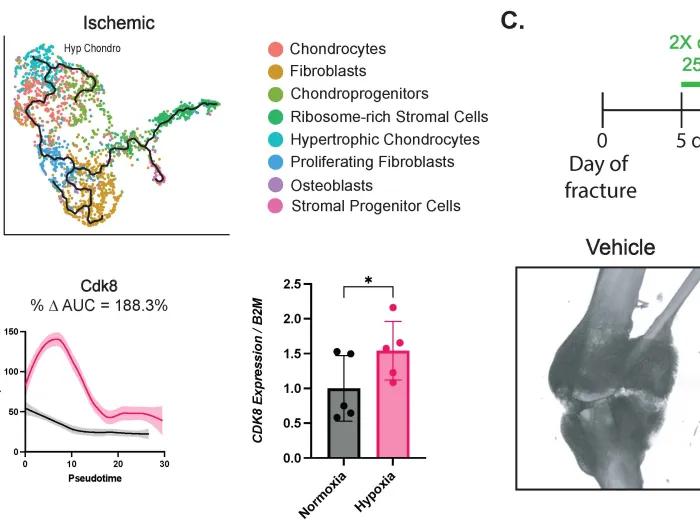 Hankenson Lab Image