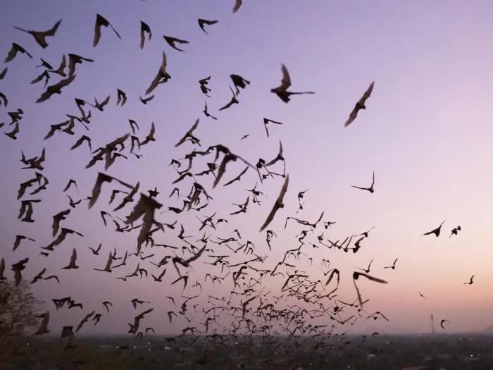 bats flying in air purple sky pink