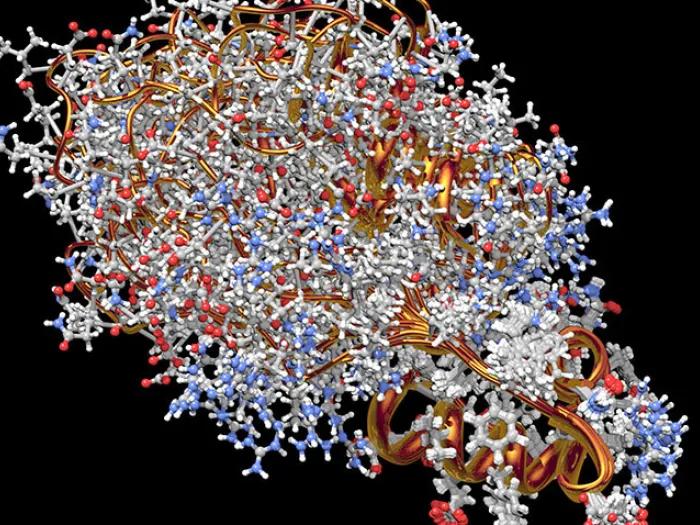 Proinsulin image