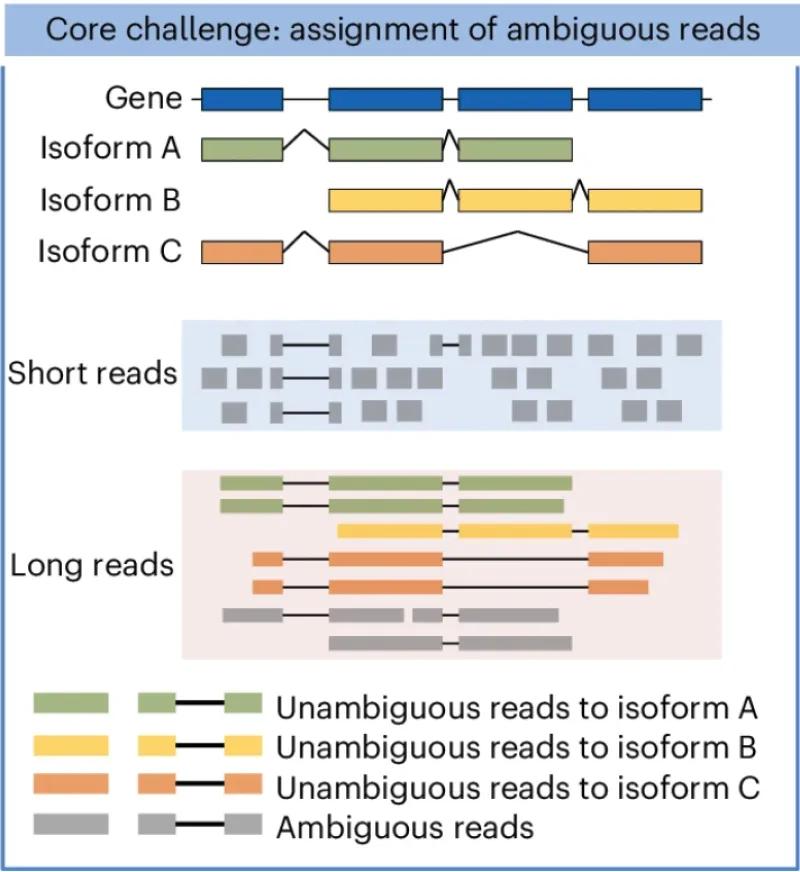 Assignment of ambiguous DNA sequencing reads