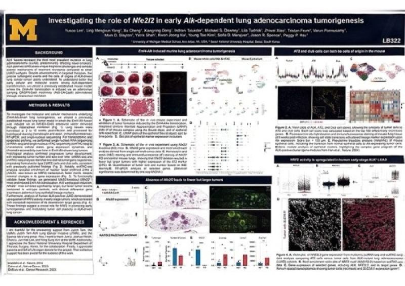 Infographic on role of Nfe212 in early Alk-dependent lung adenocarcinoma tumorigenesis