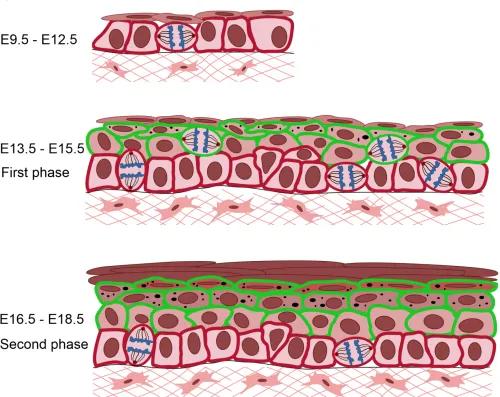 Epidermal Stratification