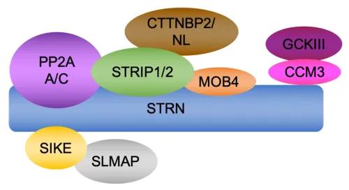 STRIPAK