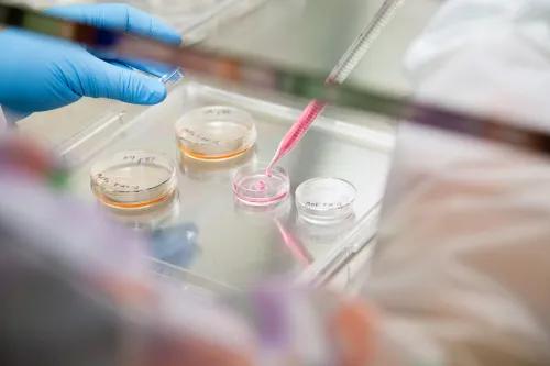 Gloved hand using a pipette to transfer a pink liquid into a small petri dish, with several labeled culture dishes arranged on a laboratory work surface.