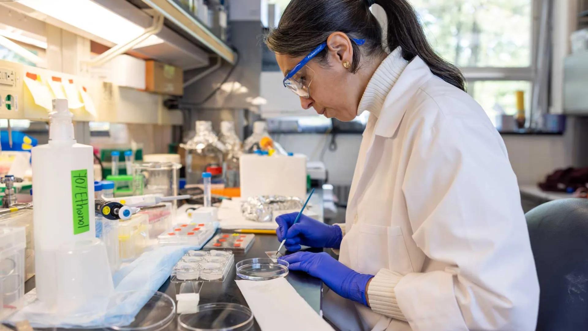 Female researcher works with a petri dish sample at the bench