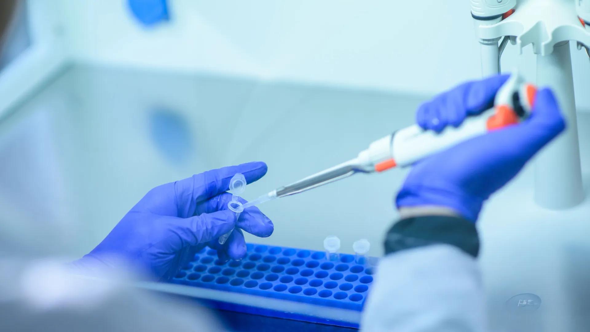 Close-up of a laboratory researcher wearing blue gloves and using a pipette to transfer liquid into small clear sample tubes held in one hand. 