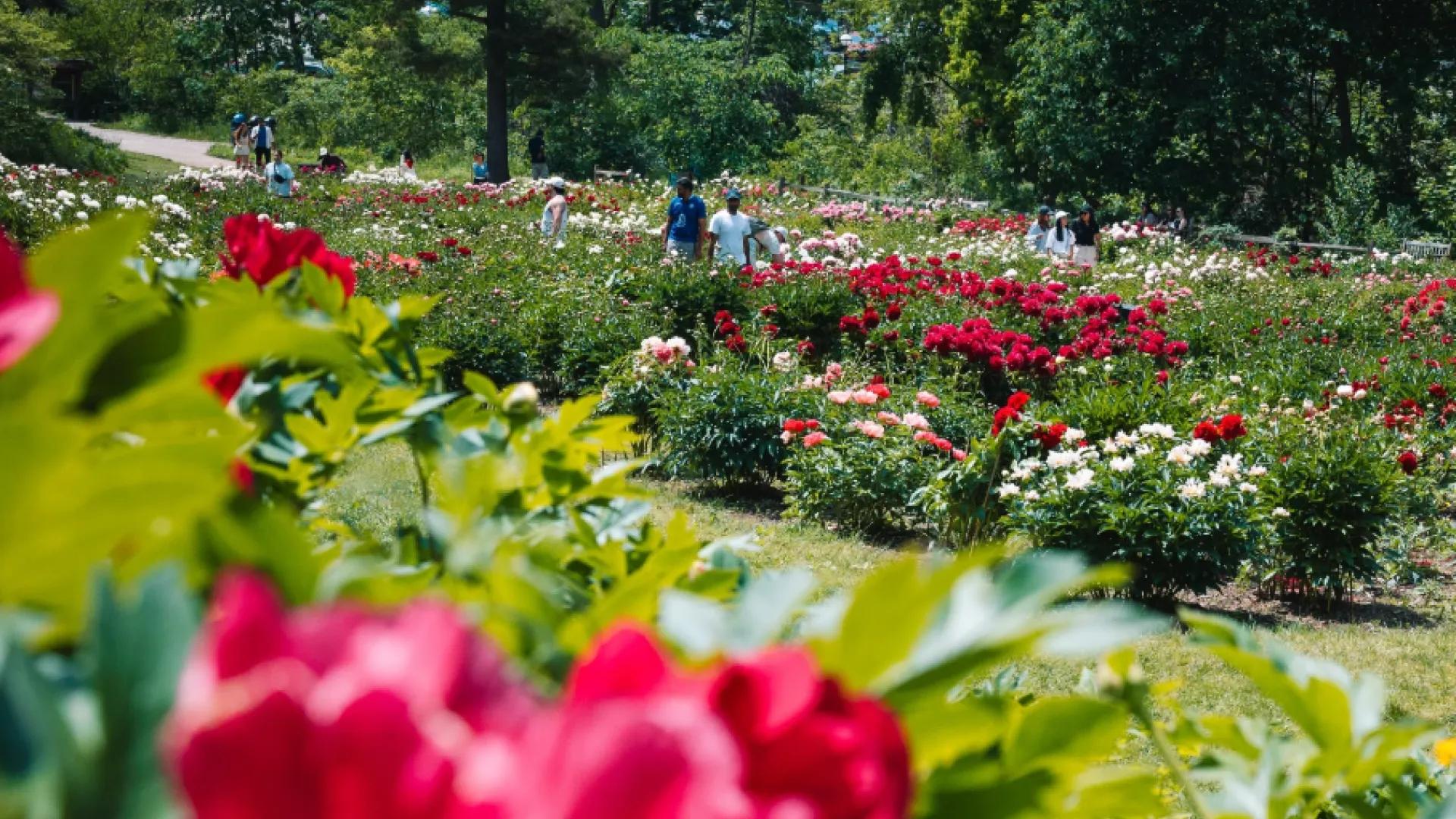 people in garden