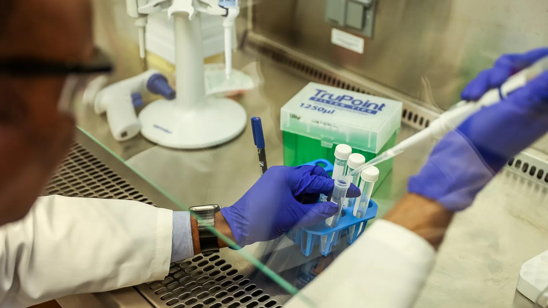 lab