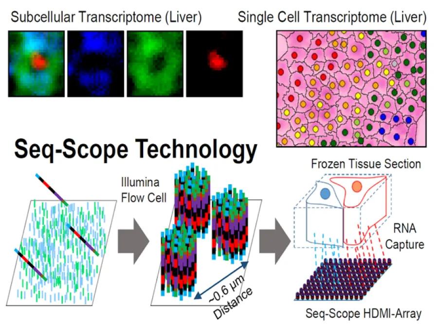 Overview of the function of Seq-Scope Technology