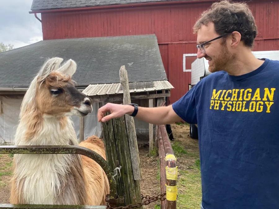 U-M scientist petting a llama that is used in research 