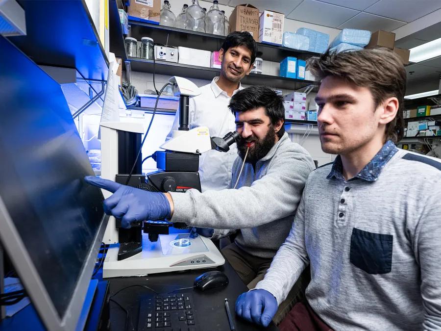 Three trainees working together on a microscope in the Hammoud Lab