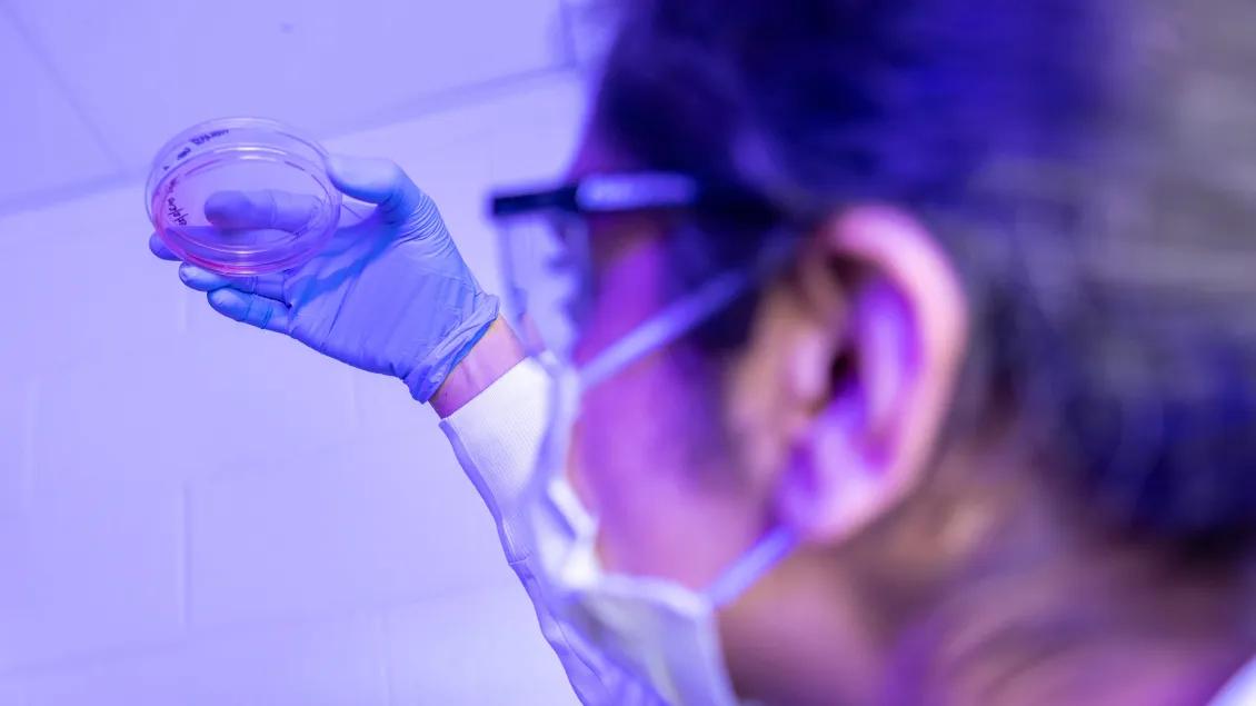 Lab student looks at petri dish