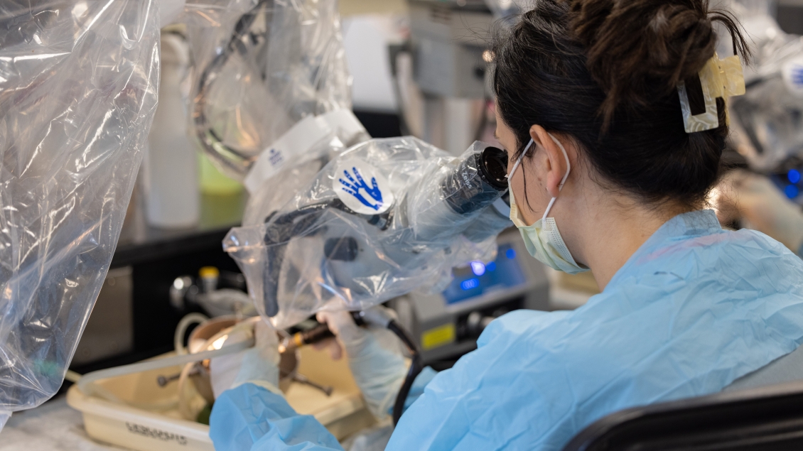 Lab trainee looks through a microscope that is covered in plastic 