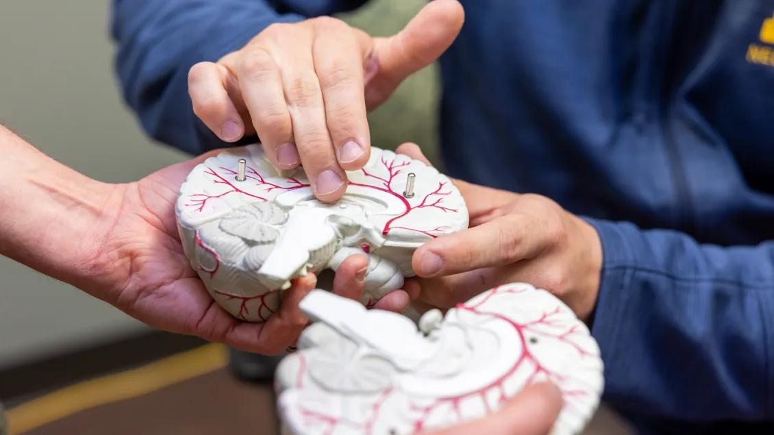 Hands examining a detailed brain model with visible blood vessels.