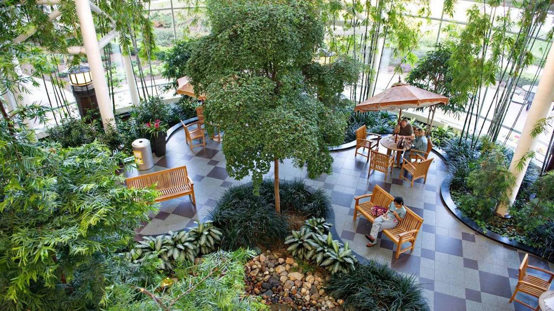Overhead view of an atrium with plants