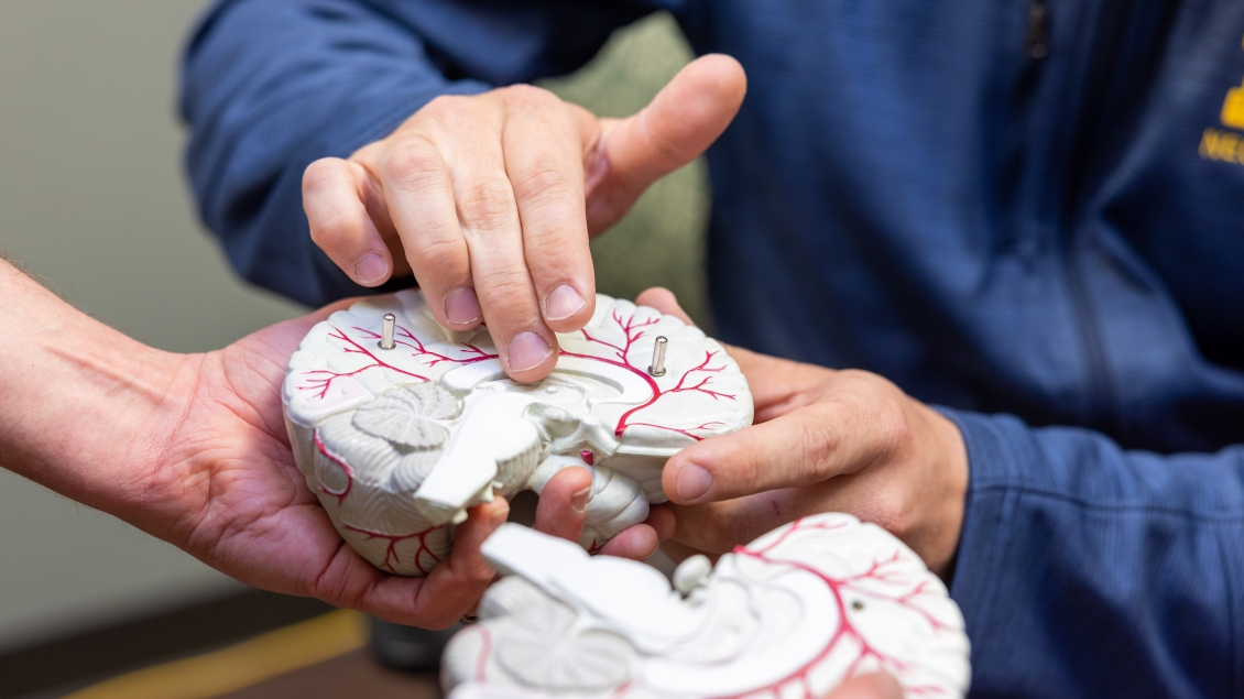 racing the left and right sides of the the scale model brain with fingers 