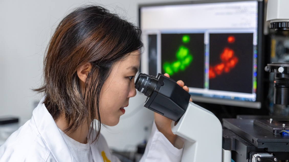 A female CDB researcher looks through a microscope