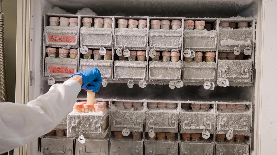 Photo of biospecimen in a freezer