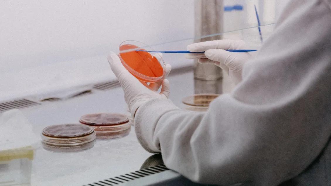working with a cell culture in a petri dish
