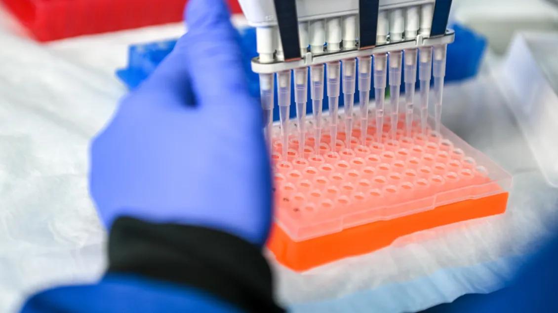 A gloved hand operates a multichannel pipette over a 96-well plate with red liquid.