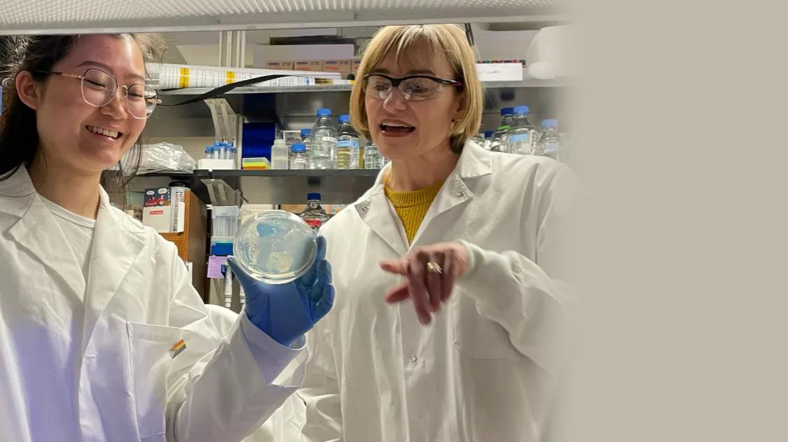 Researchers look at a petri dish in the lab