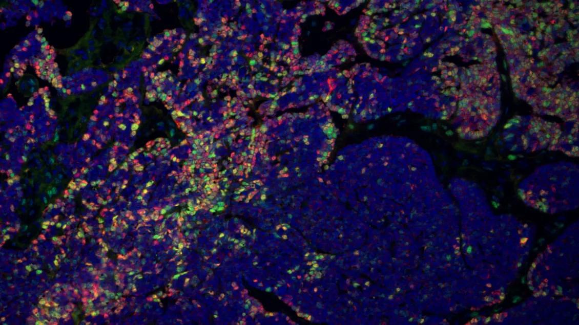 microscopic image from Wong lab
