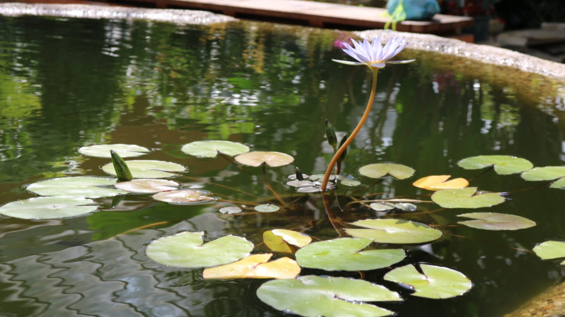 Tranquil lily pond