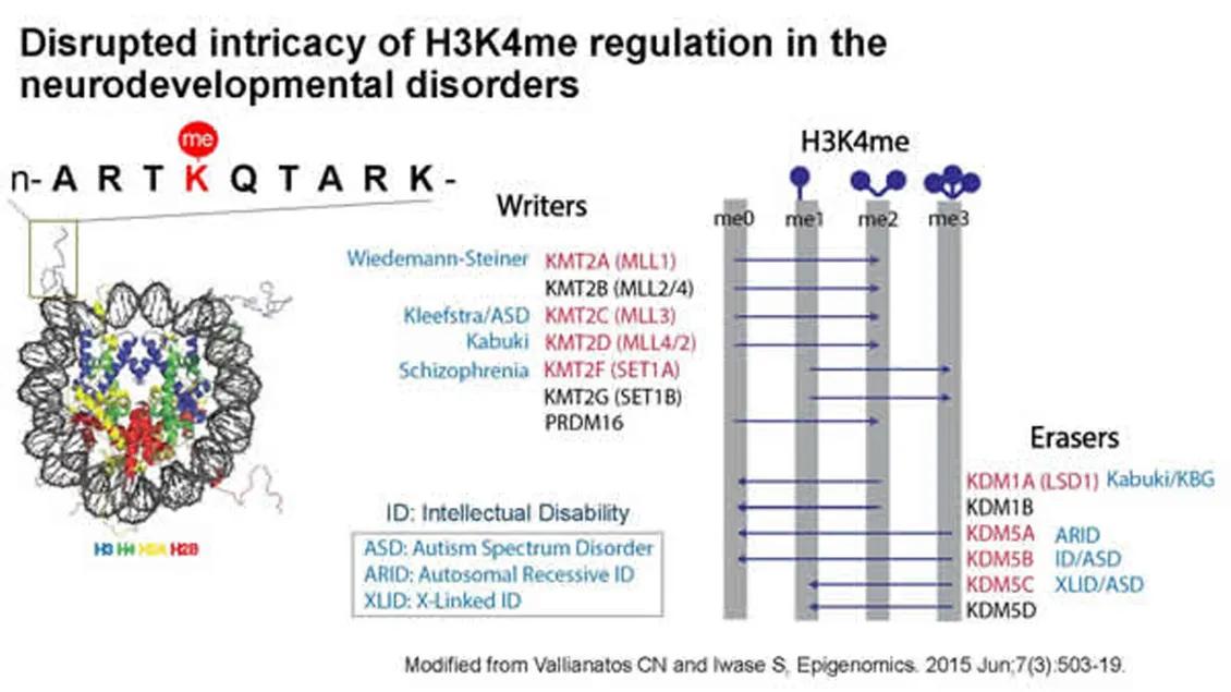 diagram of disrupted intricacy of H3K4me regulation