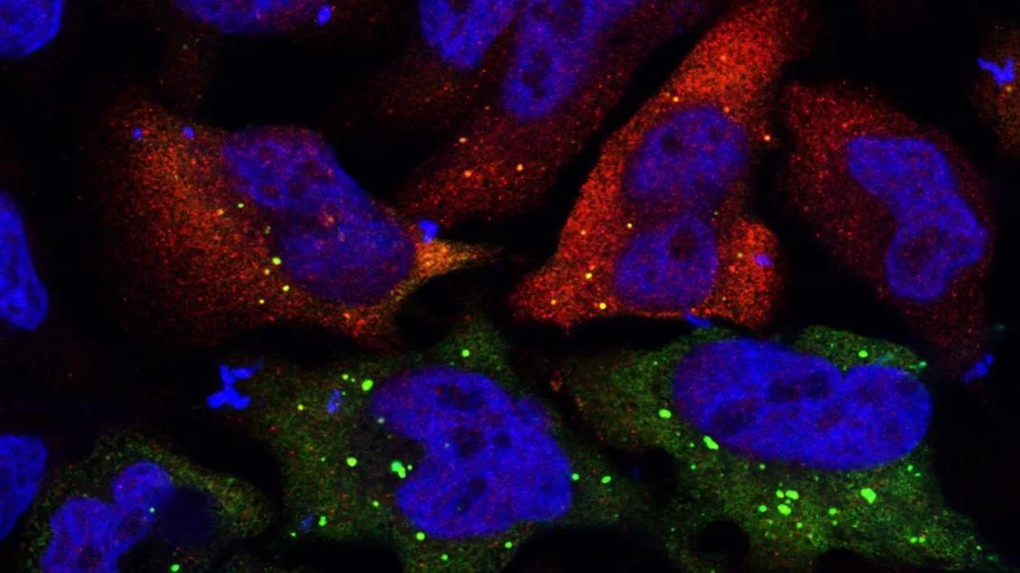illuminated cells under a microscope