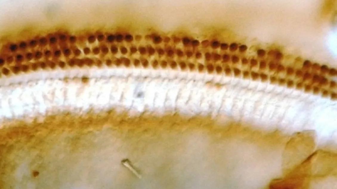 khri_altschulerlab_heatshockprotein