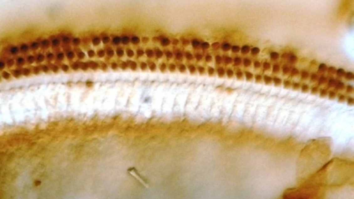 khri_altschulerlab_heatshockprotein